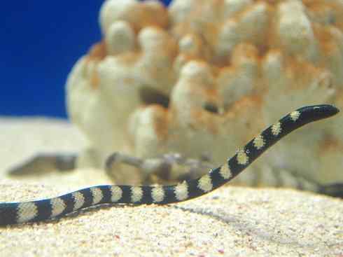 龙：传说的兽原型探秘（海蛇类）