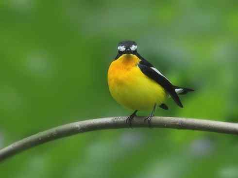 美丽无罪:雀鸟之姬鹟 美丽无罪:雀鸟之姬鹟