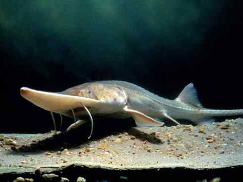 鱼类活化石:中华鲟 鱼类活化石:中华鲟