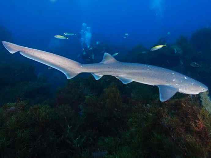 鱼类活化石：皱鳃鲨