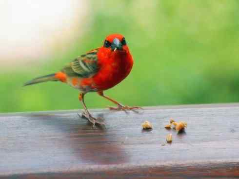 极品红色鸟类：红艳织雀