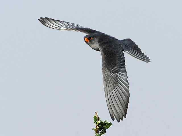 阿穆尔隼咏叹 阿穆尔隼咏叹