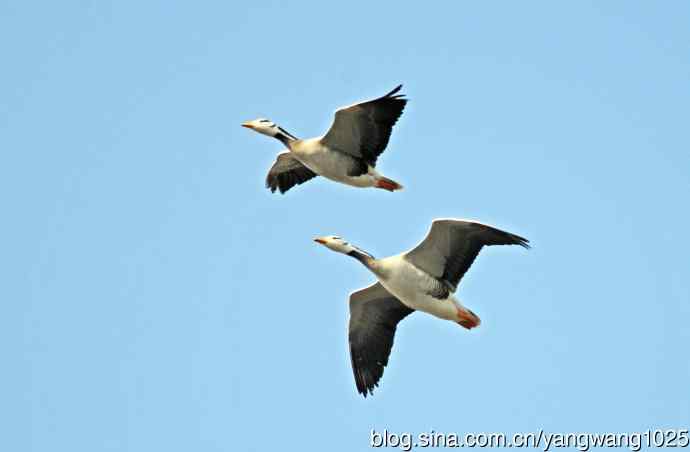 斑头雁（习作）