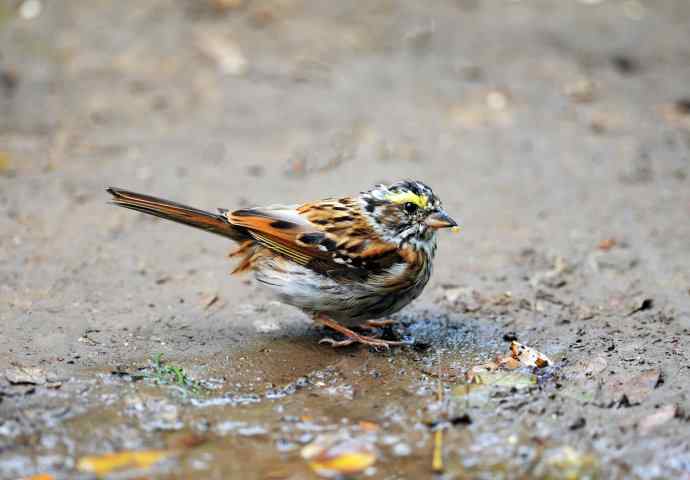 不修边幅（跟踪记录的一只小鸟）1