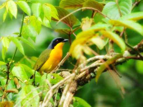 美丽无罪：雀鸟之丛伯劳