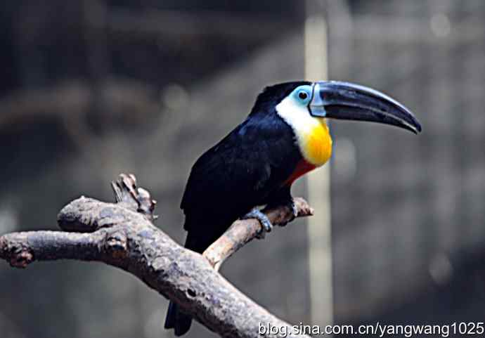 杂片(鸟儿) 杂片(鸟儿)