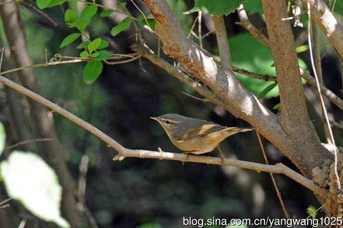 褐柳莺（11）