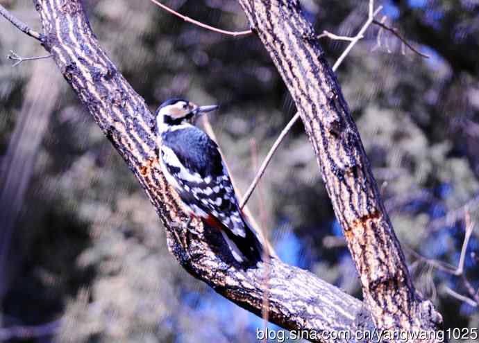 大斑啄木鸟