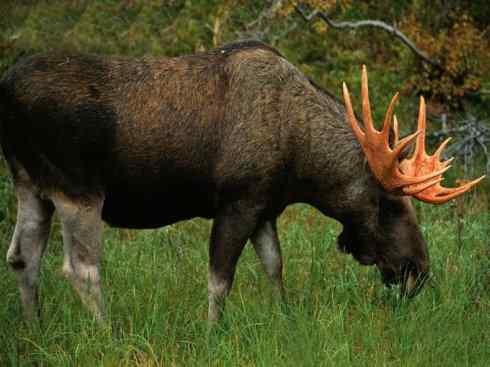 自然奇观：动物大迁徙(北美驯鹿长征)