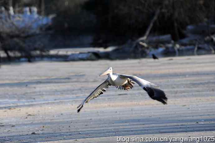 北京动物园的鸟类——落在何处？