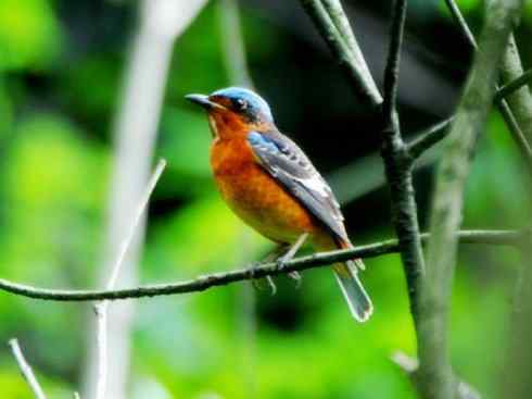 美丽无罪:雀鸟之矶鸫 美丽无罪:雀鸟之矶鸫