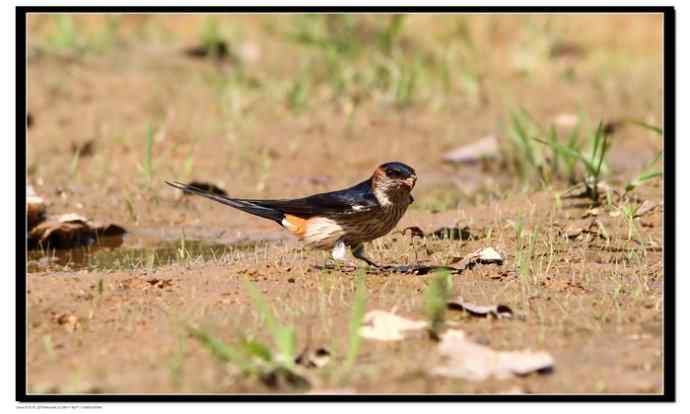 金腰燕衔泥筑巢