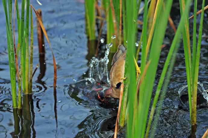 捕鱼的黄苇鳽（2）
