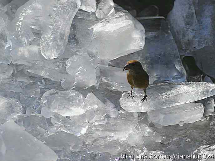 虎年最后一只鸟.交嘴雀(植物园)