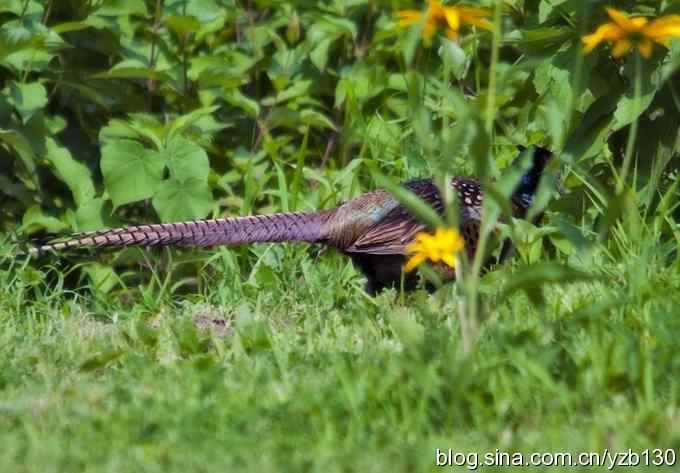 闲庭信步环颈稚（组图，21张图片）