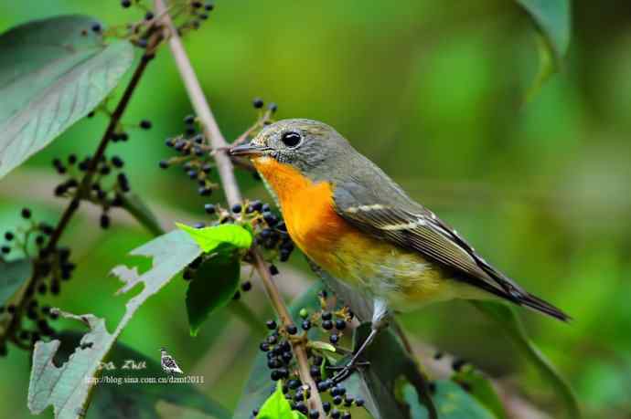 萌鸟鈥斺旔都l贺双十一