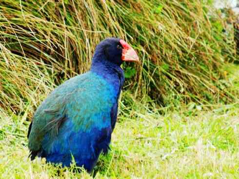 奇特的盔：紫水鸡