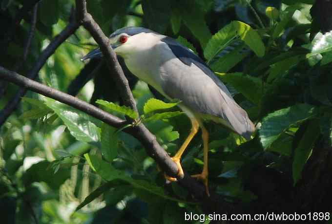 鸟友同游怀沙河 鸟友同游怀沙河