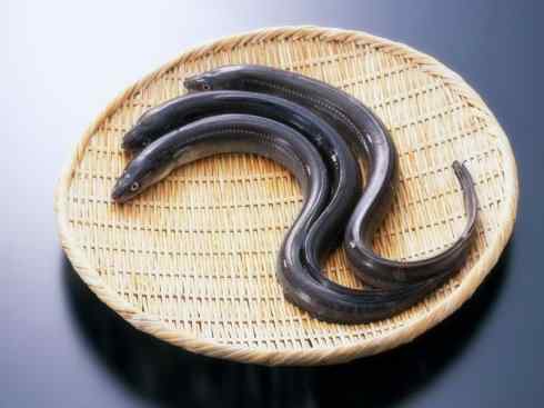 自然奇观:动物大迁徙(鳗鱼) 自然奇观:动物大迁徙(鳗鱼)