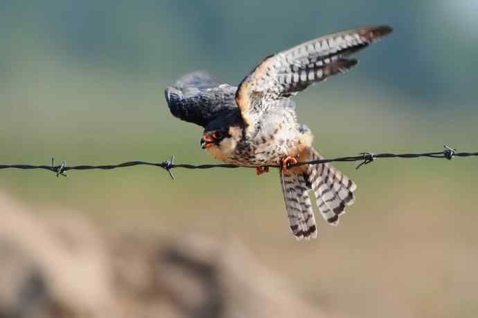 阿穆尔隼：野鸭湖黎明观猛*