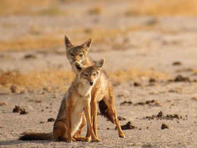 犬科：犬亚科犬属之金豺、黑背豺（胡狼类）