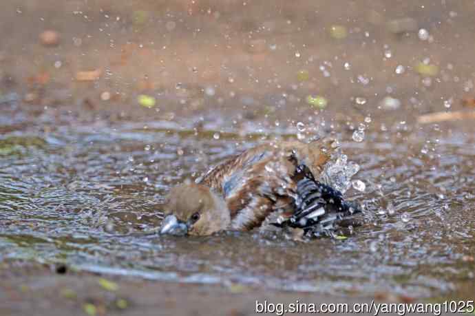 洗浴中的锡嘴雀（3）