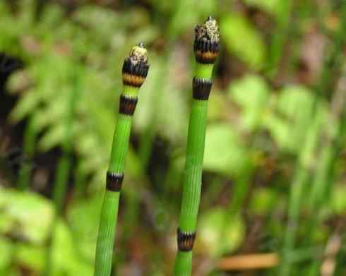 鱼类活化石：匙吻鲟科