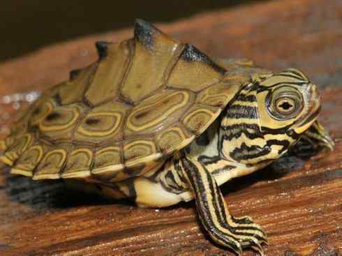 玄武：传说的兽原型探秘（鳄龟）