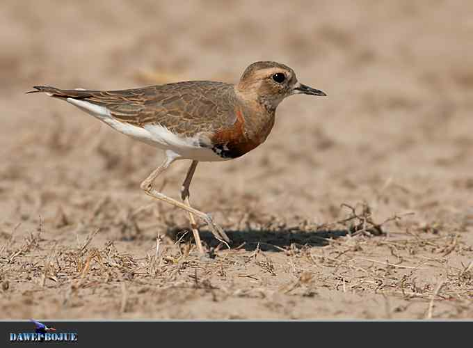 东方鸻小憩野鸭湖