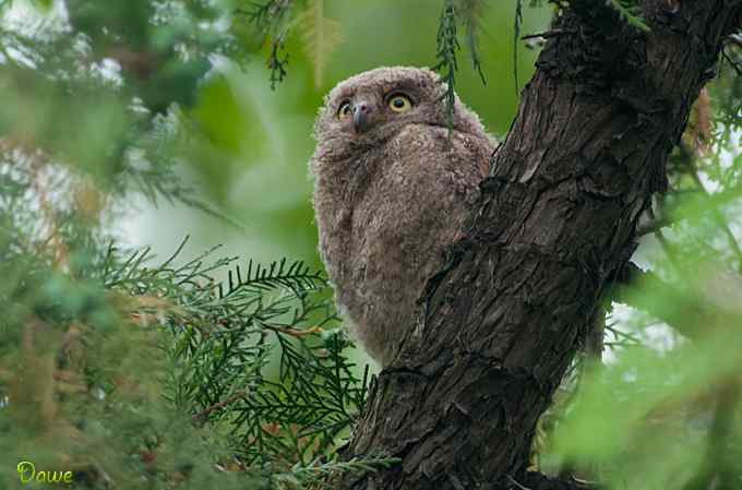 偶遇东方角鸮宝宝