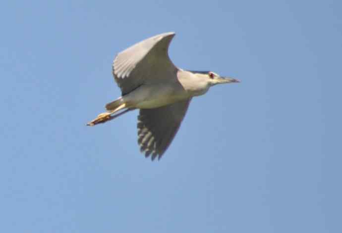 飞（夜鹭） wbr5