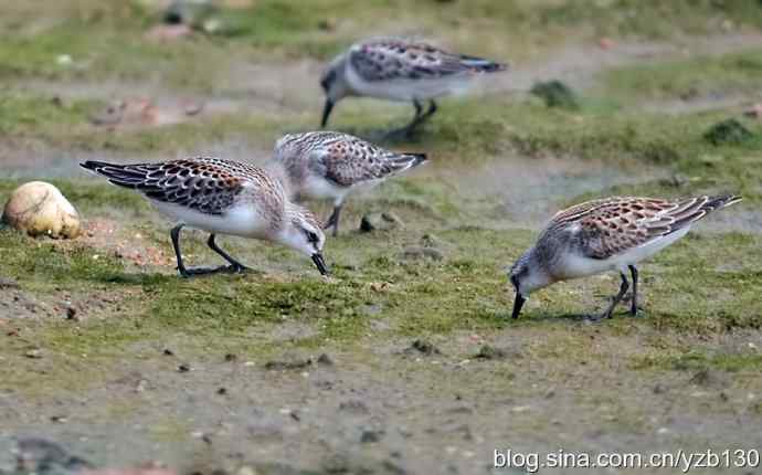 红颈滨鹬（组图，5张图片）