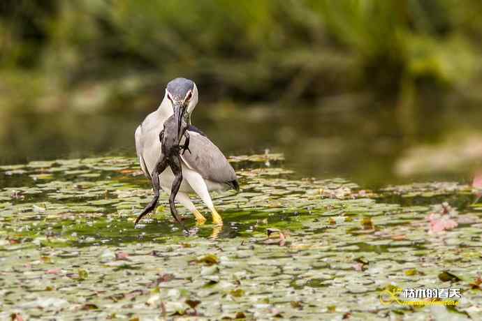夜鹭的饕餮大餐 夜鹭的饕餮大餐