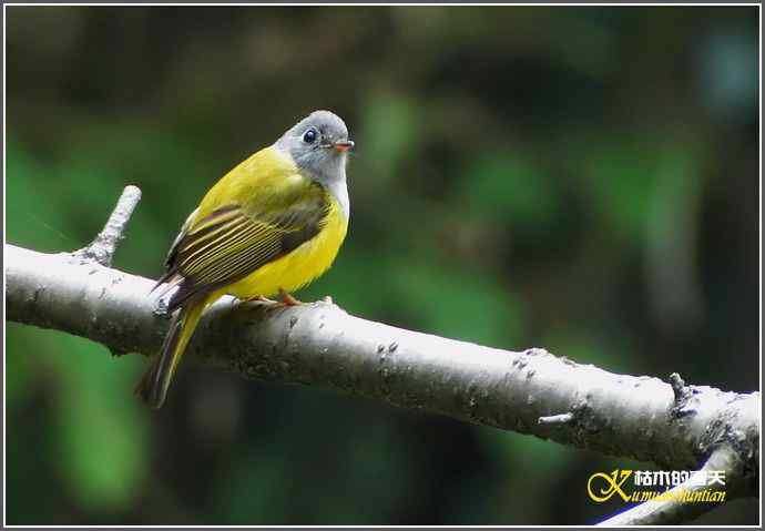 小鸟“方尾鹟”【照片】