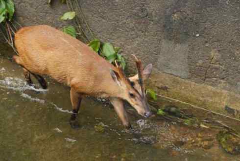 麒麟：传说的兽原型探秘（麂）