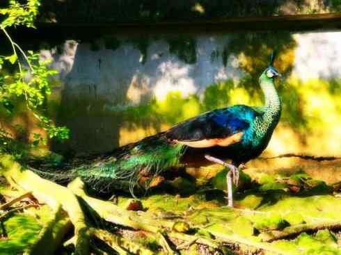 凤凰：传说中的鸟原型探秘（孔雀）