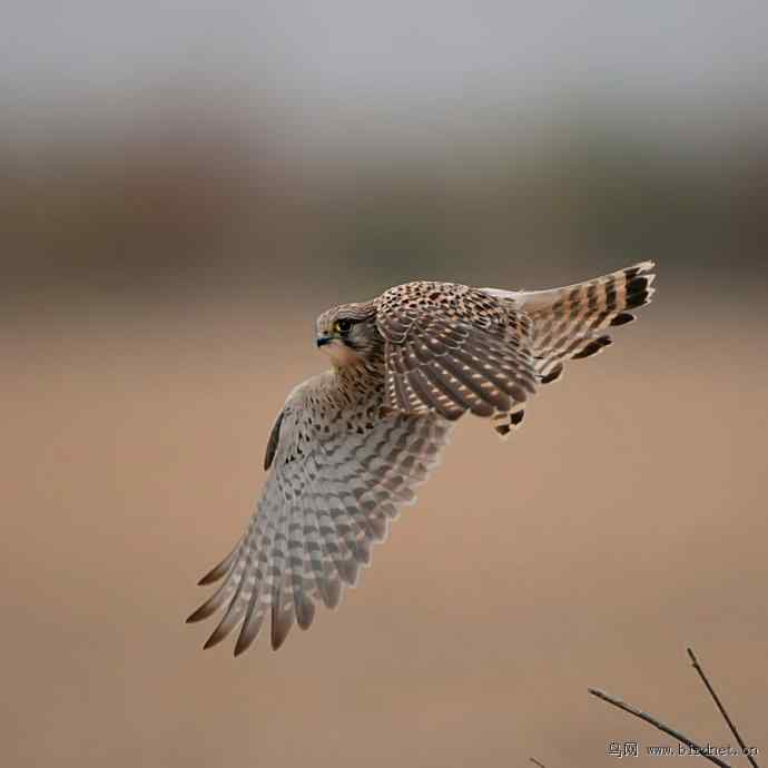 盘点野鸭湖（我的2012年）
