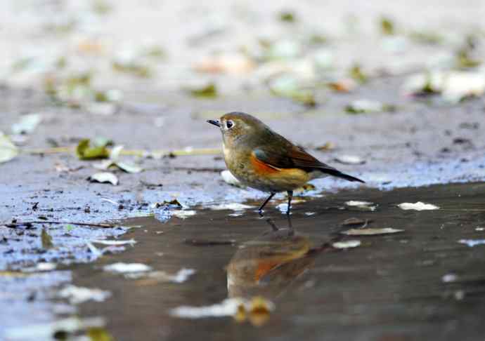 雌性红胁蓝尾鸲（7）