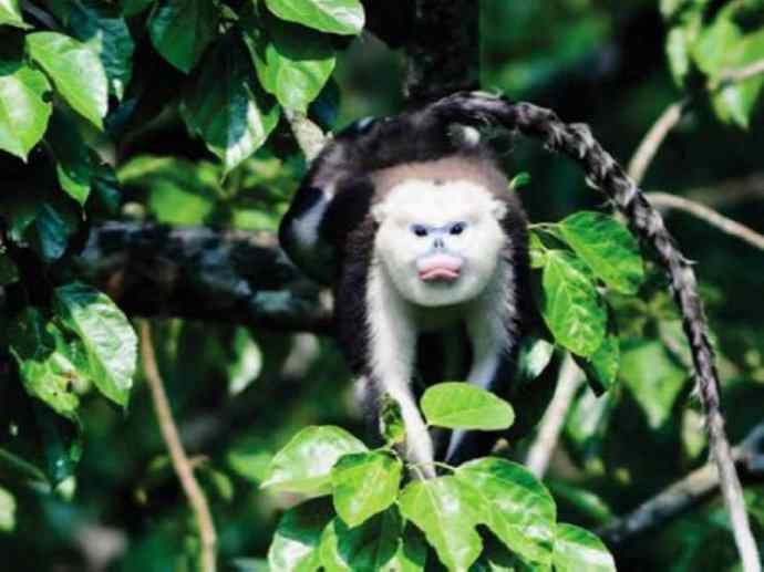 犬科:犬亚科犬属之貉 犬科:犬亚科犬属之貉