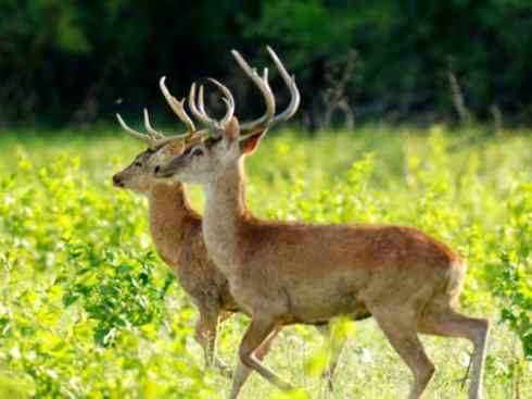 麒麟:传说的兽原型探秘(梅花鹿) 麒麟:传说的兽原型探秘(梅花鹿)