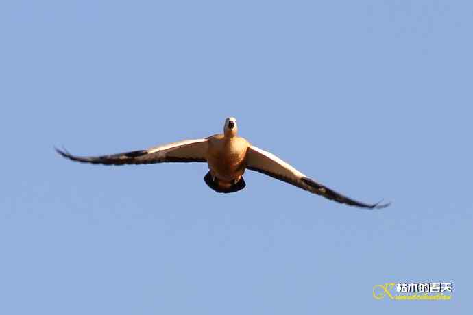 再拍鈥湷嗦檠尖