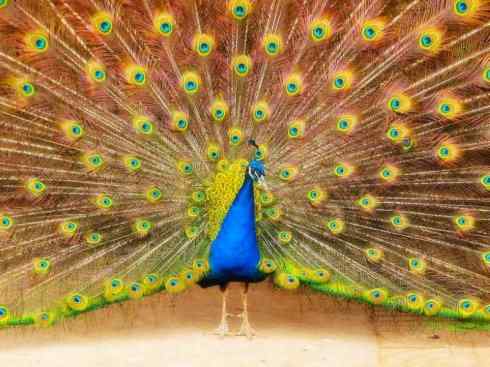 凤凰：传说中的鸟原型探秘（孔雀）