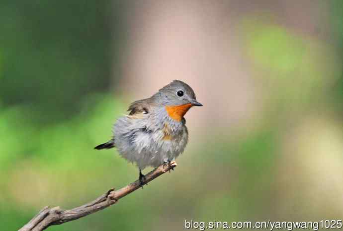 浴后（红喉姬鹟）