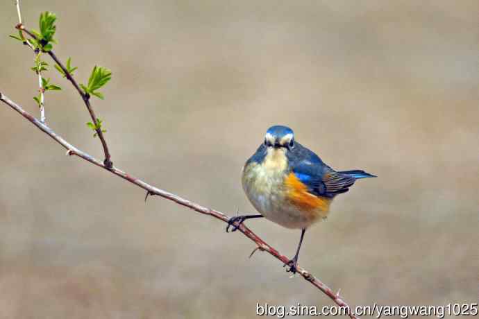 雄性红胁蓝尾鸲(25) 雄性红胁蓝尾鸲(25)