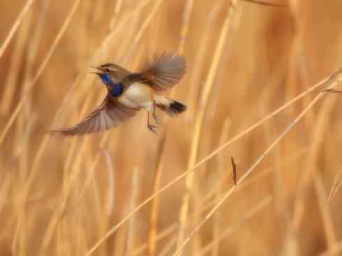 家禽驯化之源之二十七