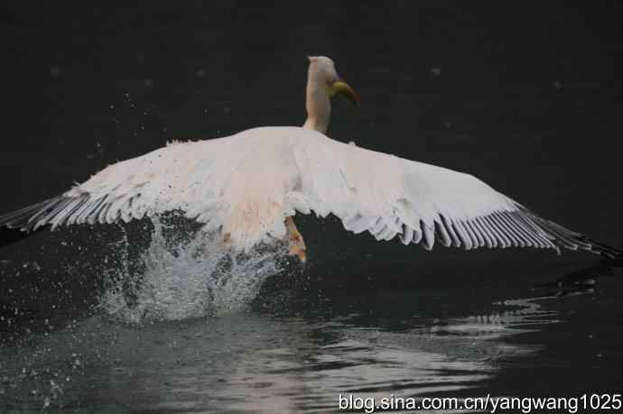 再拍鹈鹕 wbr11 再拍鹈鹕 wbr11