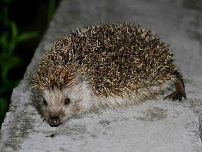 盘点十二大著名食蚁动物：土狼