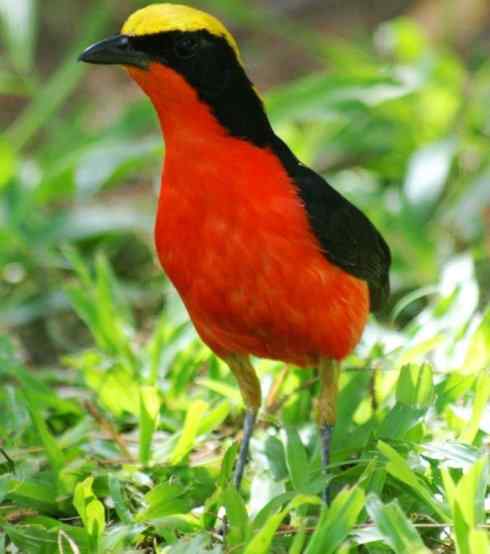 美丽无罪：雀鸟之丛伯劳