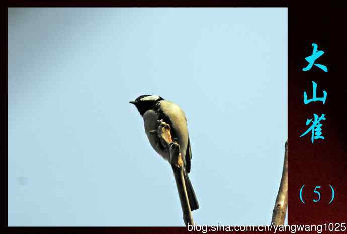 北京植物园的鸟类——大山雀（5）