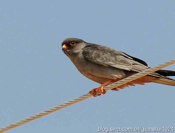 清仓晒鸟儿 清仓晒鸟儿